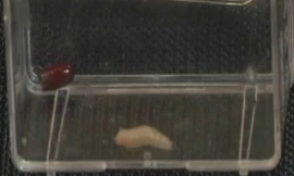 Giòi được sử dụng để tăng tốc độ loại bỏ các mô chết, làm giảm vi khuẩn trong vết thương. Ảnh: Channel News Asia