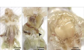 Thí nghiệm làm trong suốt cơ thể loài gặm nhấm của các nhà khoa học Mỹ tại Viện Công nghệ California