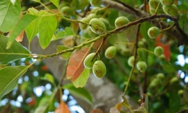 Cách dùng quả trám vùng cao chữa bệnh cực hiệu quả