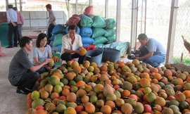 Các chế phẩm từ gấc giữa vấn nạn làm giả nhãn mác