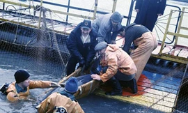 Giải mật 'đội đặc nhiệm cá heo' của quân đội Nga