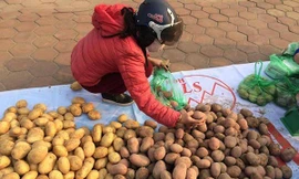 Sau su hào, củ cải đến lượt khoai tây rớt giá thảm còn 3.000 đ/kg