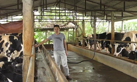 Đàn bò sữa của ông Bình