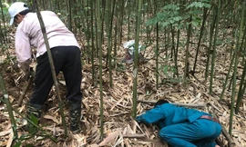  Truy tìm nơi dúi ở.