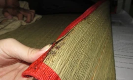 Rệp đẻ trứng, bám vào chiếu.