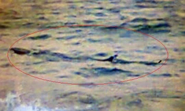 Ảnh cá lạ do nhân viên cứu hộ bờ biển Tuy Hòa chụp được sáng 17/11.