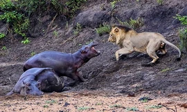 Vì mẹ, hà mã con không ngại đối đầu với sư tử. Ảnh: Hanno Erusmus.