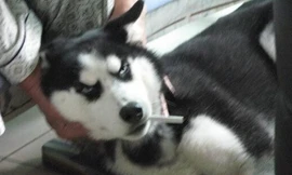 Meiya, một chú chó Husky, nghiện thuốc lá. Ảnh: oeofo.com 