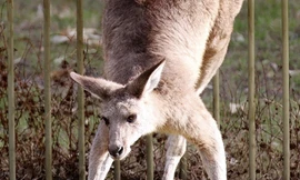 Nhảy qua hàng rào sắt, kangaroo chết thảm