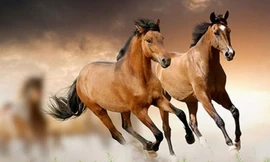 Tháng 2, con giáp nào làm ăn gặp 'thiên thời, địa lợi' nhất?