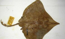 Loài cá đuối Dipturus innominatus.