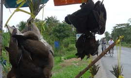 Nhức nhối, chim trời bị... treo bán từ lộ xuống phà