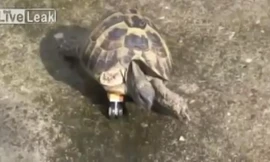 Rùa có chân giả làm từ bánh xe đồ chơi