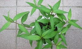 Vì sao trứng vịt lộn phải ăn kèm rau răm?