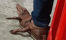Đôi giày da cá sấu gây bão cư dân mạng có giá thật bao nhiêu?
