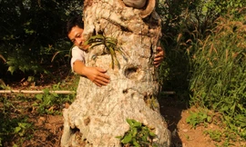 Trên núi Cô Tô có nhiều cây thiên tuế cổ thụ to như thế này