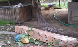 Một trường hợp nằm võng bị cột ngã đè chết xảy ra tại tỉnh Tây Ninh