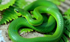 Rắn lục là một trong 4 loại rắn độc có thể gây tử vong dễ dàng. Ảnh: Herprman.