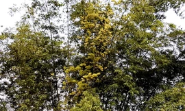 Bụi tre có cây tre nở hoa