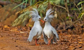 Ngắm quả đầu siêu 'độc' của loài chim nằm trong sách Đỏ