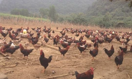 Anh Hòa trúng đậm vì phi vụ nuôi gà ri mận bán dịp Tết năm ngoái