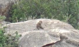 Khỉ kéo xuống núi phá hoại hoa màu. (Ảnh: TTXVN) 