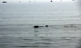 Cá heo dài khoảng 1,5m, nặng chừng 150kg lượn lờ gần bãi biển Đà Nẵng rạng sáng 20/5.