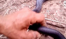 Rắn giả chết khiến chuyên gia động vật cũng phải thán phục