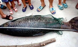 Câu được 'quái vật' trắm đen dài như người, nặng hơn 51 kg
