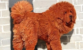 Chú chó ngao Tây Tạng con từng được bán với giá triệu đô.