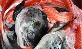 Bà bầu, mẹ trẻ đua nhau mua xương cá hồi về tẩm bổ cho con