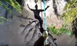 Giỡn mặt tử thần đi trên dây vượt qua đầm cá sấu