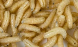 Những dị vật kinh hoàng kẹt trong lỗ tai con người