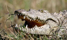 Một con cá sấu phơi nắng trên dòng sông Zambezi. Ảnh: Alamy