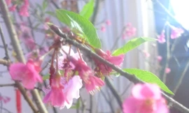 Độc đáo đào chuông xứ Lạng