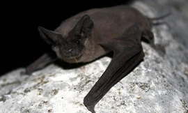 Loài dơi không đuôi Mexico, đối tượng thử nghiệm của dự án X-ray. Ảnh: War History.