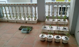Vườn dưa trĩu quả trên sân thượng ở Hà Nội
