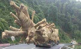Xe chở cây "quái thú" lọt qua 16 tỉnh thành mà lực lượng chức năng không hay biết (!?)