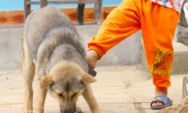 Bé gái 8 tháng tuổi ở Hà Nội bị chó ngao cắn chết