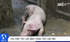 ‘Phù phép’ lợn ghẻ lở thành thịt lợn Mán