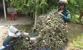 Anh Phạm Hữu Phước, một người trèo cau chuyên nghiệp đang chuyển cau đến vựa ở Phong Điền.