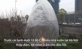 Thắp điện sưởi ấm cho đào Tết ở Hà Nội