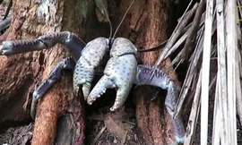 Sát thủ cua khiến những hòn đảo vắng bóng chim