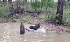 Kangaroo nghênh chiến chó săn.