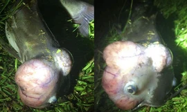 Hình ảnh cá đầu u ở hồ Cherokee. Ảnh: Sở Tài nguyên bang South Carolina.