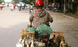 Chim trời được chở đầy xe rao bán trên đường phố Thanh Hóa