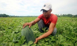 Cả nghìn tấn dưa hấu chín ứ đọng ngoài đồng ở Quảng Nam