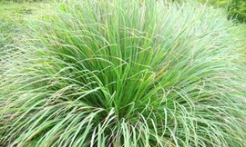 Cây sả trồng xung quanh nhà giúp xua đuổi muỗi và côn trùng. Ảnh: java.