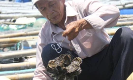 Nuôi hàu không tốn tiền mua thức ăn nhưng lại cho thu nhập cả chục triệu đồng mỗi lần. Trong ảnh: Ông Văn Công Thanh với hàu nuôi tại lồng bè của gia đình. 