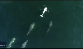 Phát hiện cá heo bạch tạng cực hiếm ngoài khơi nước Mỹ